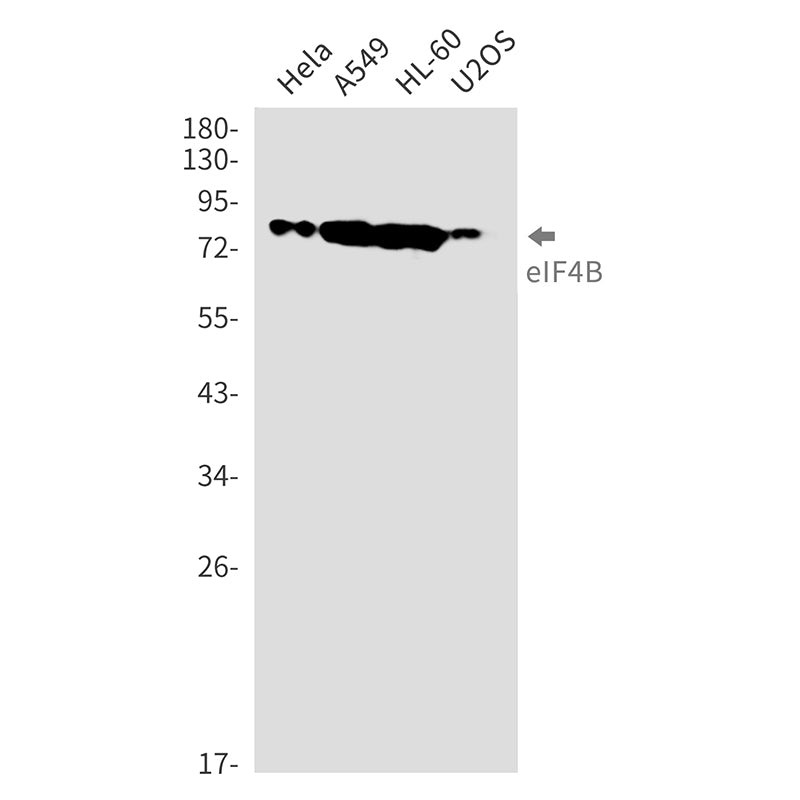 eIF4B Rabbit Monoclonal Antibody