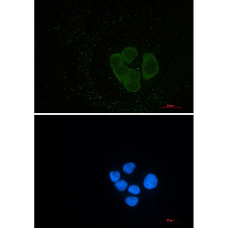 EPS15R Rabbit Monoclonal Antibody