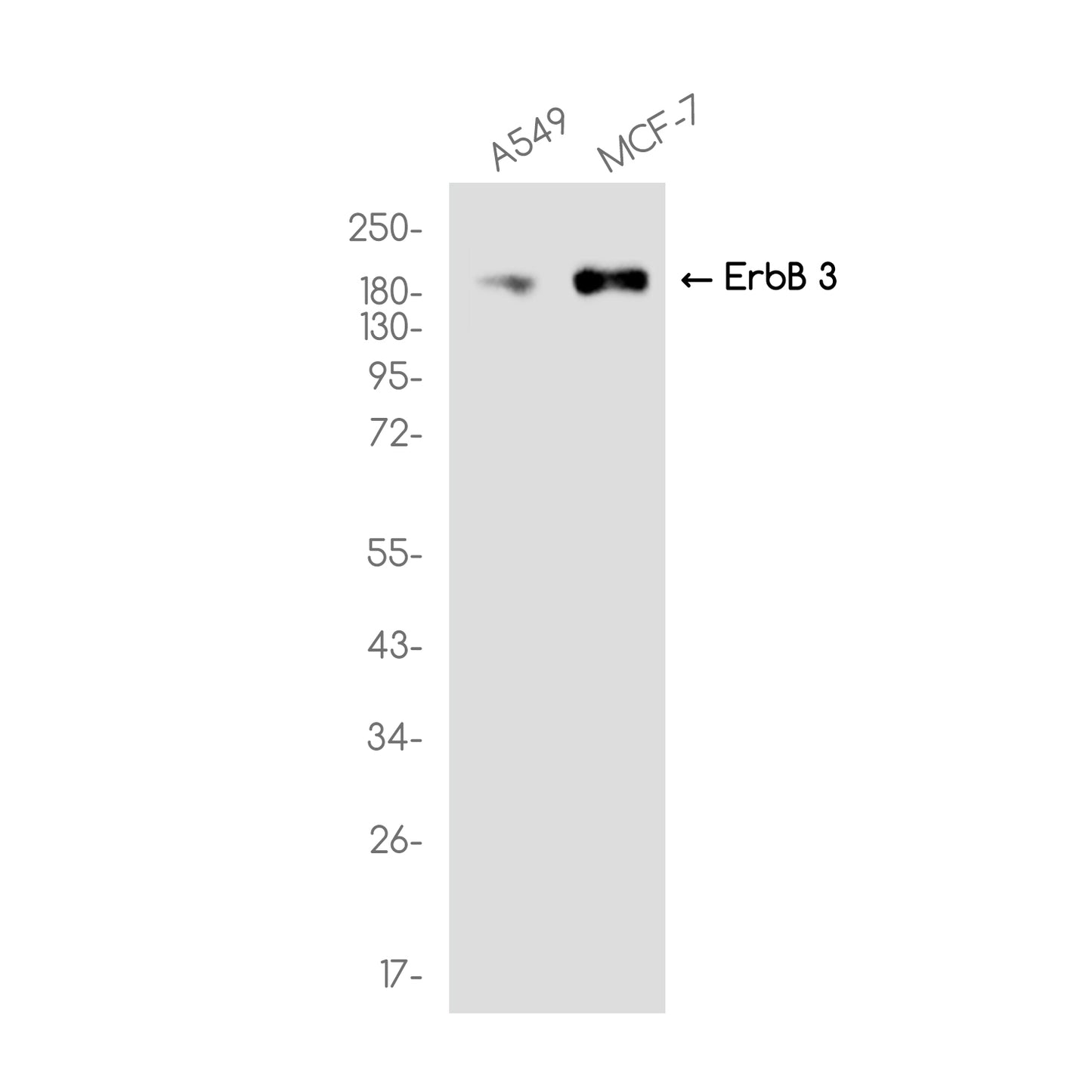 ErbB 3 Rabbit Monoclonal Antibody