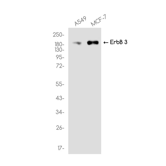 ErbB 3 Rabbit Monoclonal Antibody