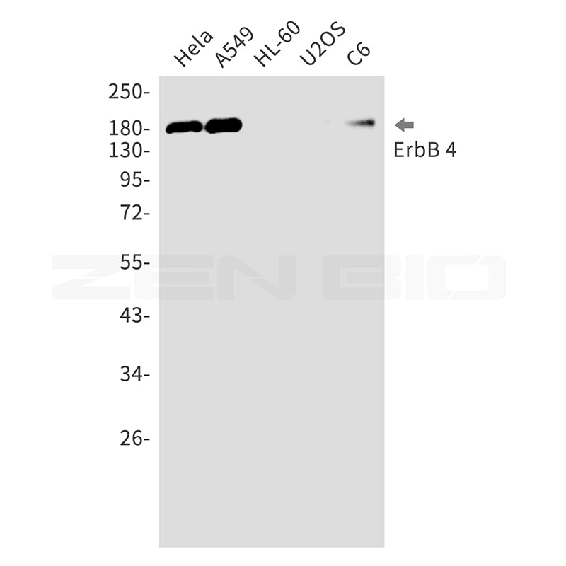 ErbB 4 Rabbit Monoclonal Antibody