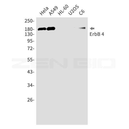 ErbB 4 Rabbit Monoclonal Antibody
