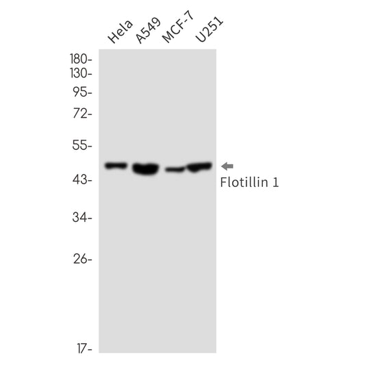 Flotillin 1 Rabbit Monoclonal Antibody