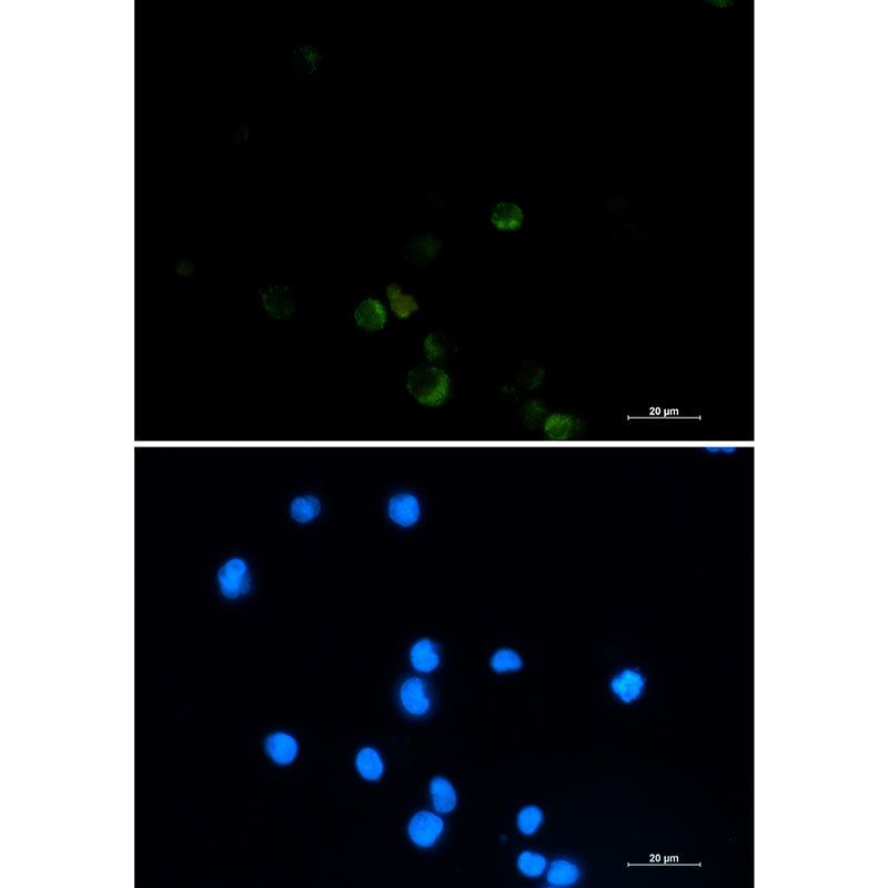 GRSF1 Rabbit Monoclonal Antibody