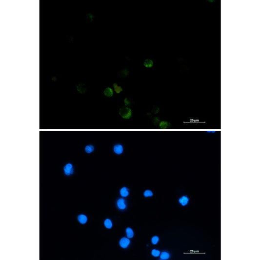 GRSF1 Rabbit Monoclonal Antibody