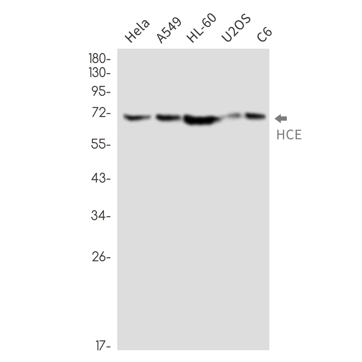 HCE Rabbit Monoclonal Antibody