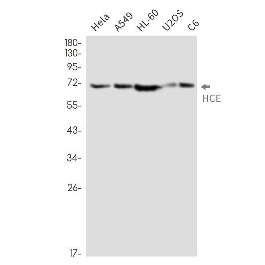 HCE Rabbit Monoclonal Antibody