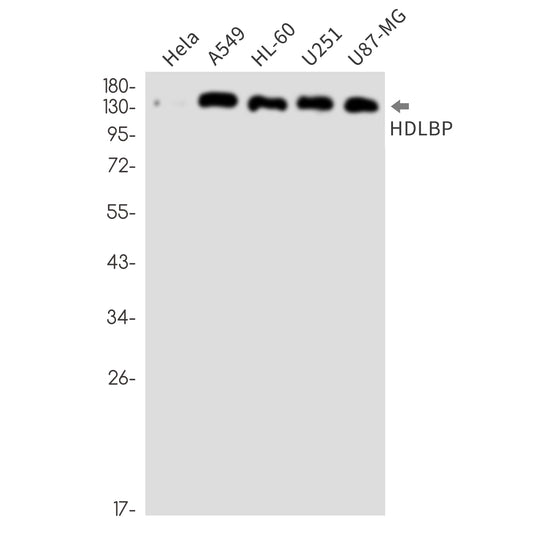 HDLBP Rabbit Monoclonal Antibody