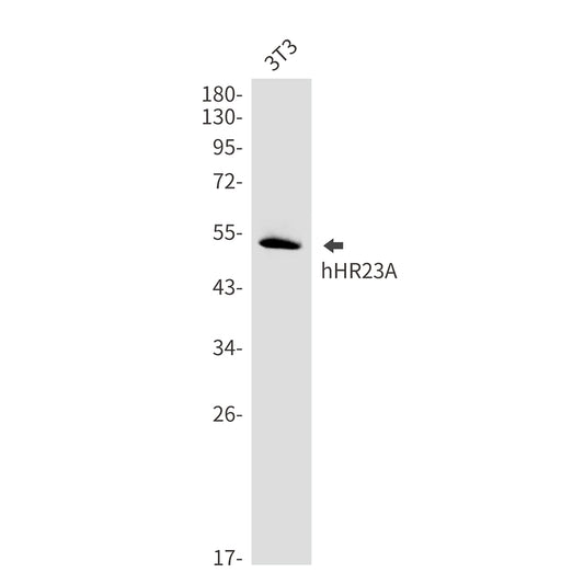hHR23A Rabbit Monoclonal Antibody