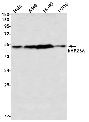 hHR23A Rabbit Monoclonal Antibody
