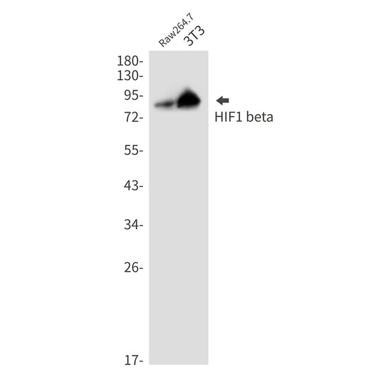HIF1 beta Rabbit Monoclonal Antibody