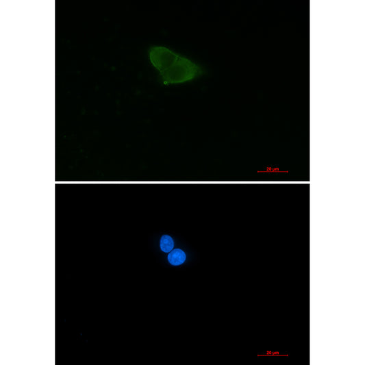 HINT1 Rabbit Monoclonal Antibody