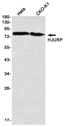HJURP Rabbit Monoclonal Antibody