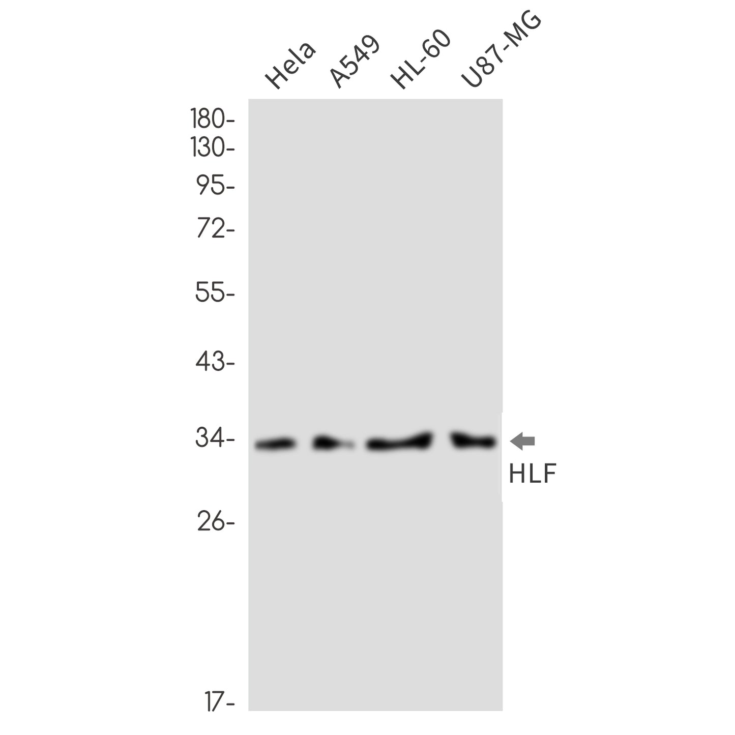 HLF Rabbit Monoclonal Antibody