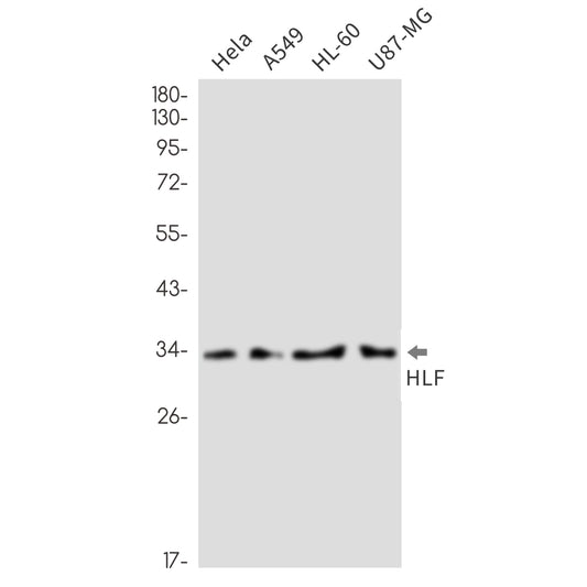 HLF Rabbit Monoclonal Antibody