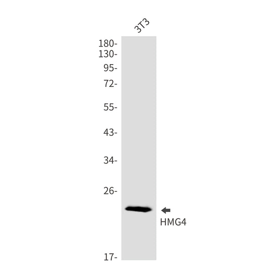 HMG4 Rabbit Monoclonal Antibody
