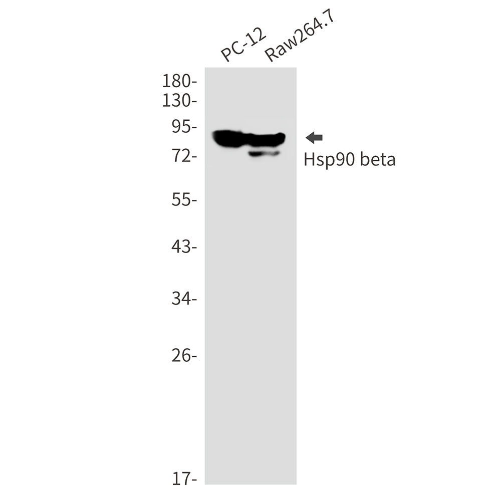 Hsp90 beta Rabbit Monoclonal Antibody