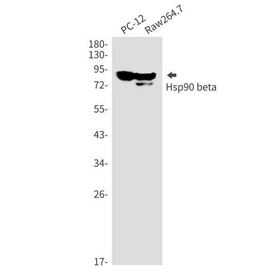 Hsp90 beta Rabbit Monoclonal Antibody