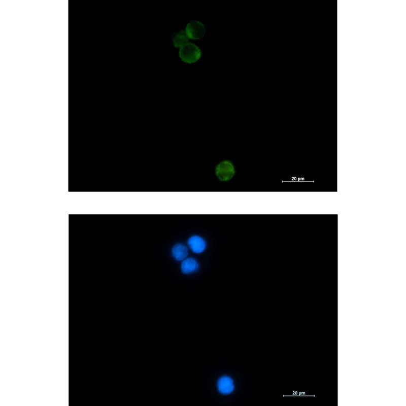 HspA14 Rabbit Monoclonal Antibody