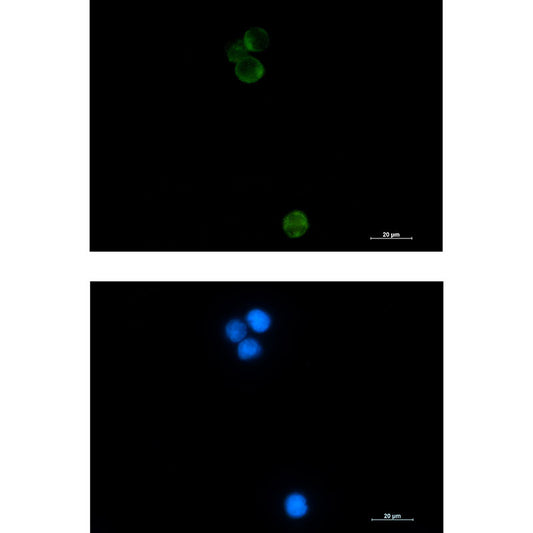HspA14 Rabbit Monoclonal Antibody