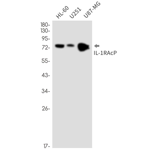 IL-1 Receptor Accessory Protein Rabbit Monoclonal Antibody