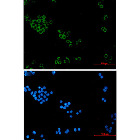 IMPDH2 Rabbit Monoclonal Antibody