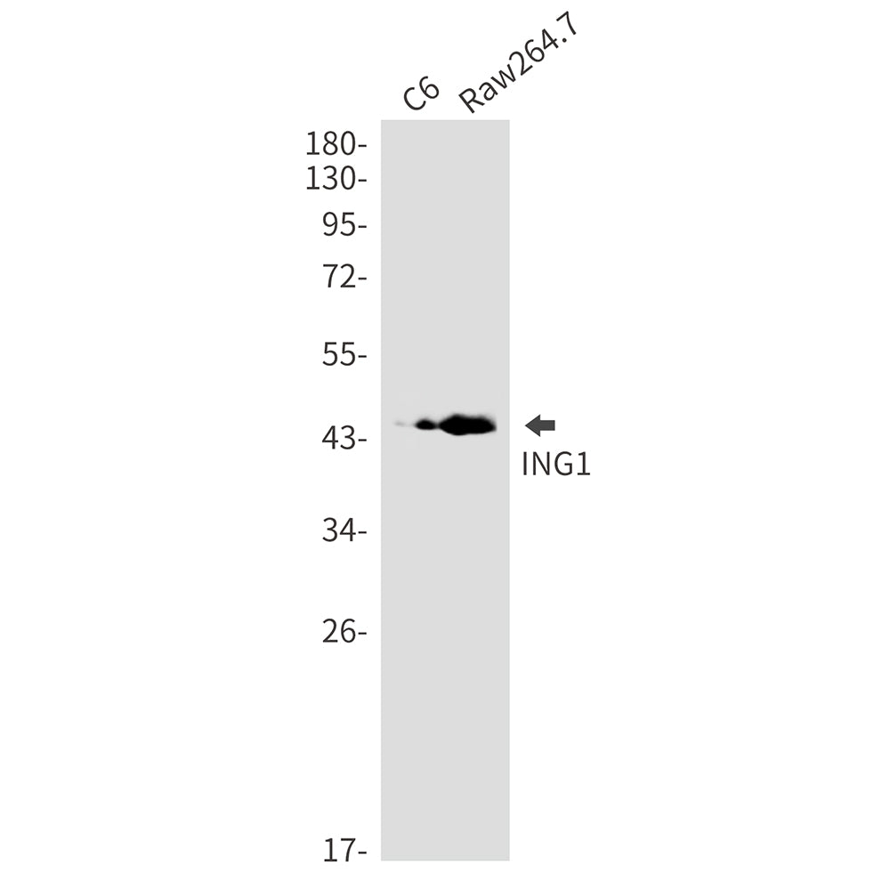 ING1 Rabbit Monoclonal Antibody