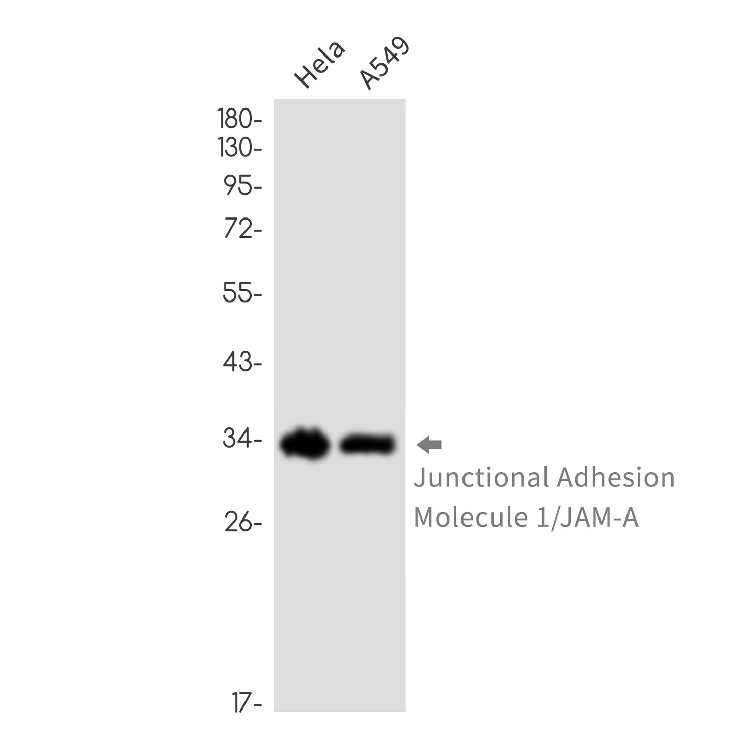 Junctional Adhesion Molecule 1 Rabbit Monoclonal Antibody