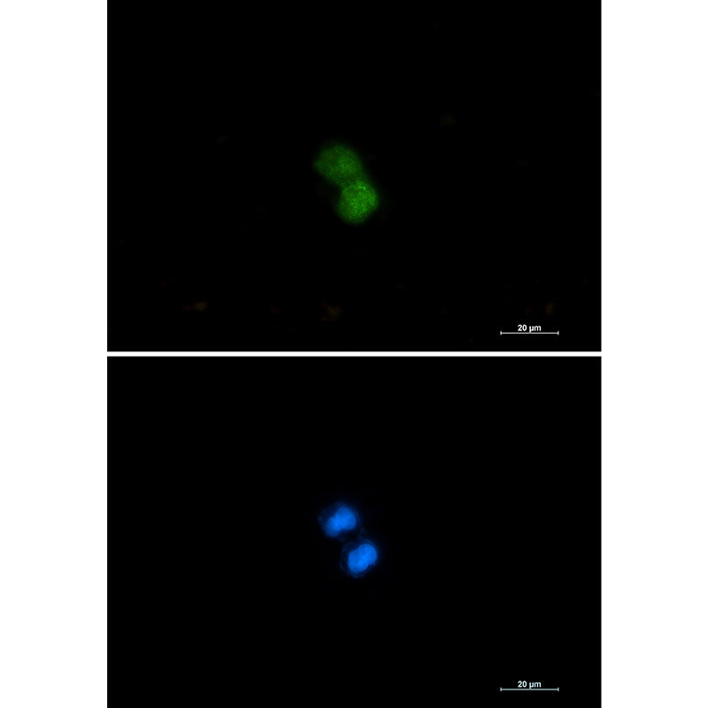 KAT7 Rabbit Monoclonal Antibody