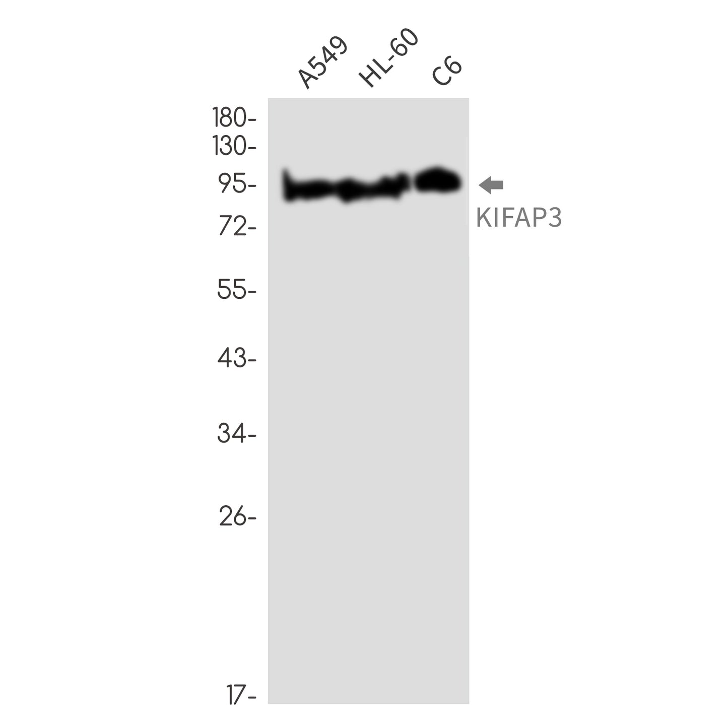KIFAP3 Rabbit Monoclonal Antibody
