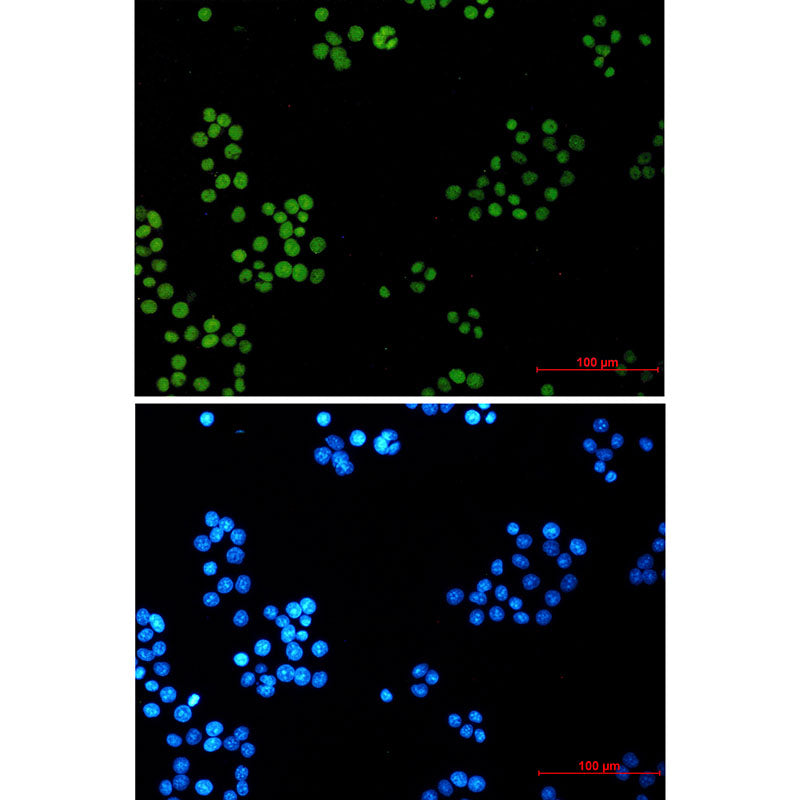 LIG1 Rabbit Monoclonal Antibody