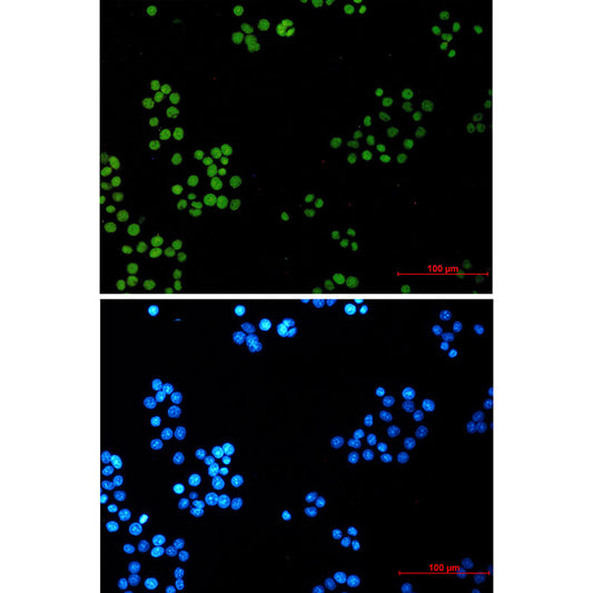 LIG1 Rabbit Monoclonal Antibody