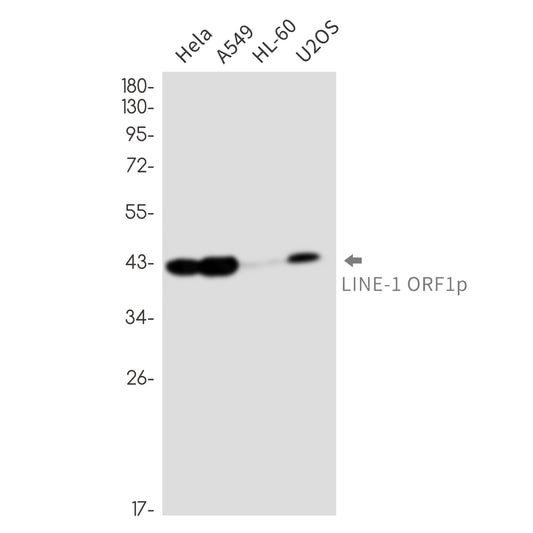 LINE 1 ORF1p Rabbit Monoclonal Antibody