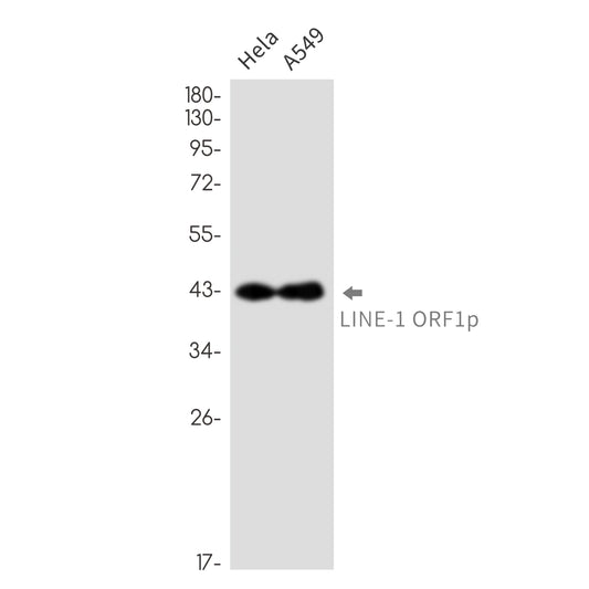 LINE 1 ORF1p Rabbit Monoclonal Antibody