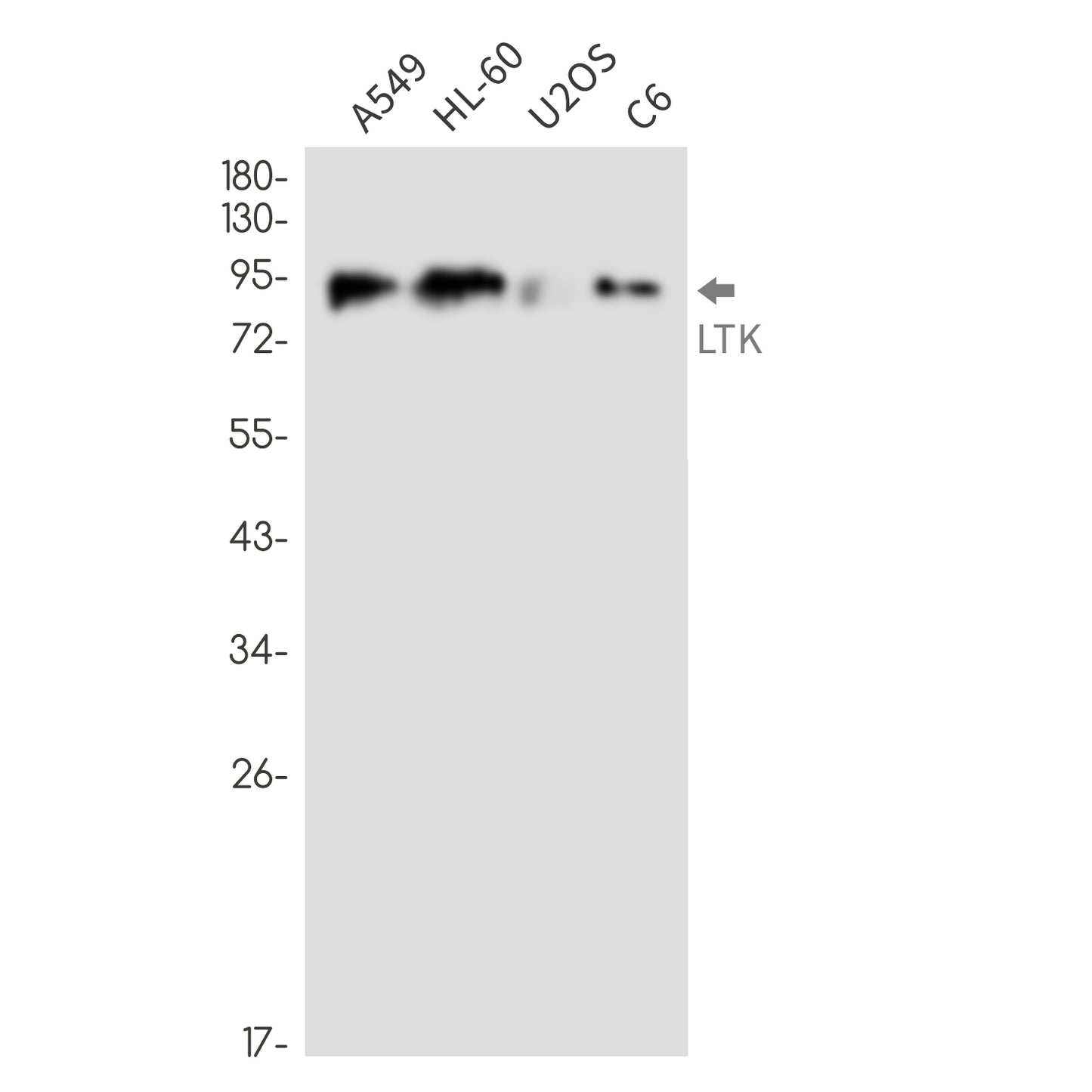LTK Rabbit Monoclonal Antibody