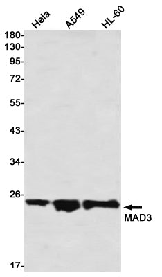 Max Dimerization Protein 3 Rabbit Monoclonal Antibody