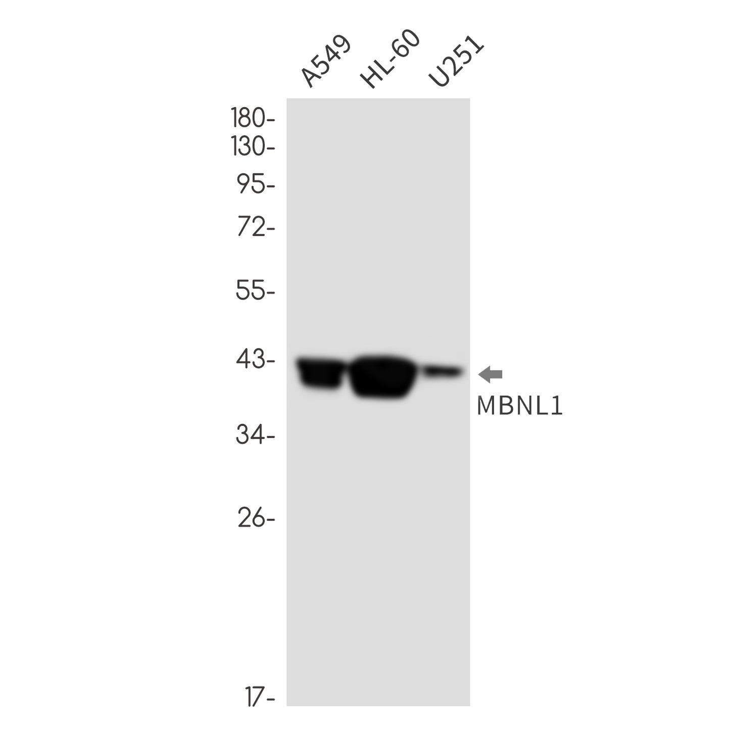 MBNL1 Rabbit Monoclonal Antibody