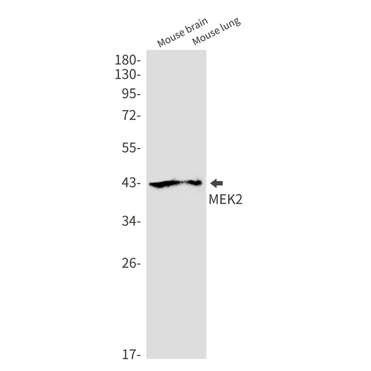 MEK2 Rabbit Monoclonal Antibody