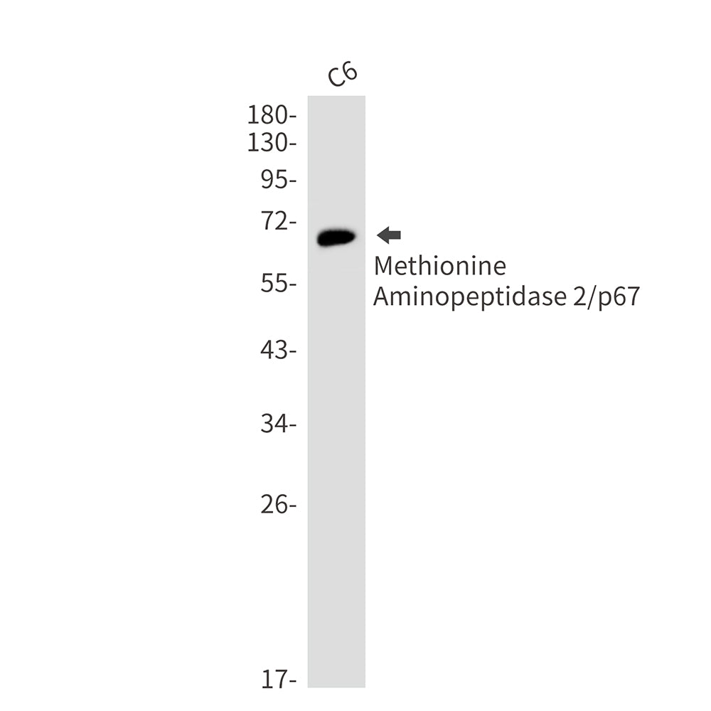 Methionine Aminopeptidase 2 Rabbit Monoclonal Antibody