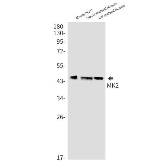 MAPKAP Kinase 2 Rabbit Monoclonal Antibody