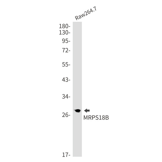 MRPS18B Rabbit Monoclonal Antibody