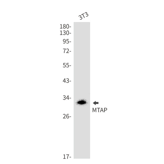 MTAP Rabbit Monoclonal Antibody