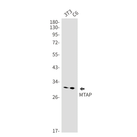 MTAP Rabbit Monoclonal Antibody