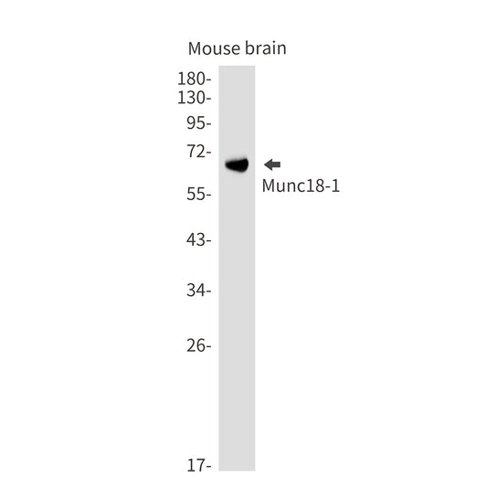 Syntaxin Binding Protein 1 Rabbit Monoclonal Antibody