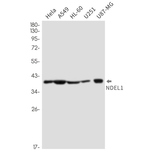 NDEL1 Rabbit Monoclonal Antibody