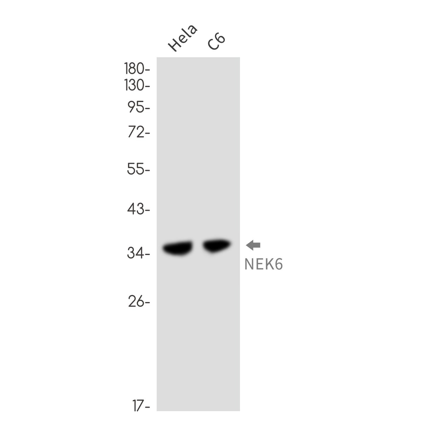NEK6 Rabbit Monoclonal Antibody