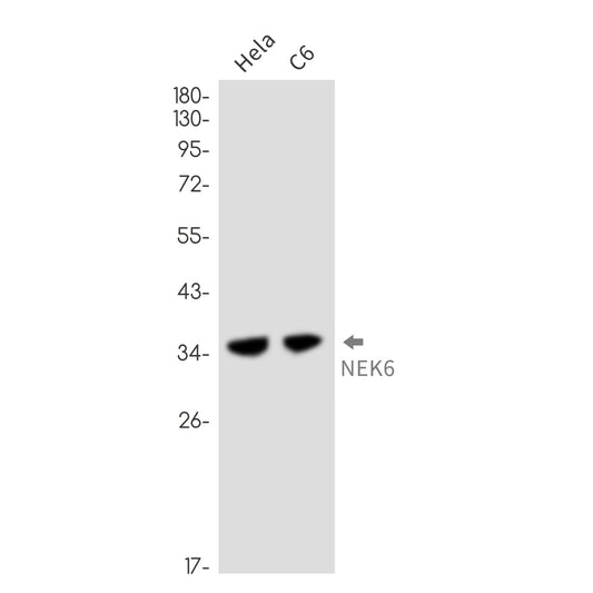 NEK6 Rabbit Monoclonal Antibody