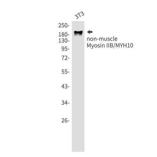 MYH10 Rabbit Monoclonal Antibody