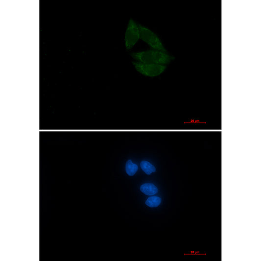 NUP155 Rabbit Monoclonal Antibody