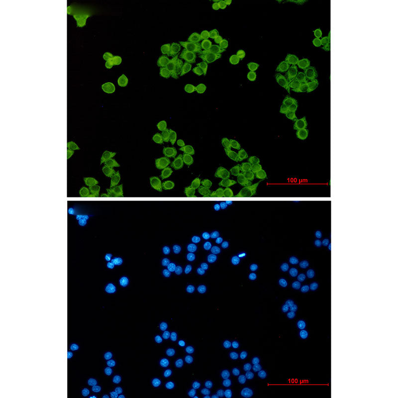p23 Rabbit Monoclonal Antibody
